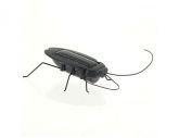 Barata Solar Toy (Preto)
